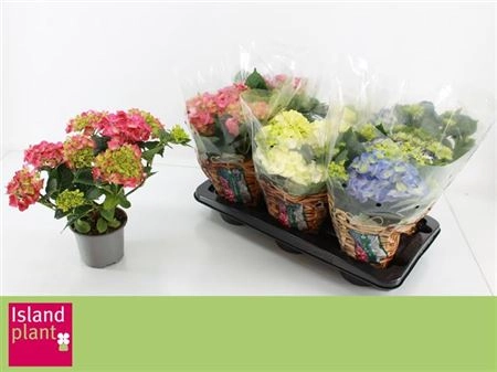 Зображення товару Гортензія мікс 5ст., артикул: 35766