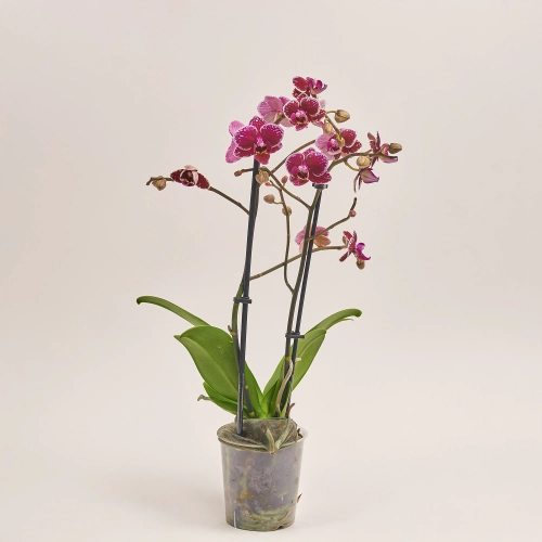 Фаленопсис мультифлора 1/2ст. мікс, артикул: 53124 Зображення товару Фаленопсис мультифлора 1/2ст. мікс, артикул: 53124