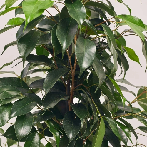 Фікус бе Даніель, артикул: 39993 Зображення товару Фікус бе Даніель, артикул: 39993