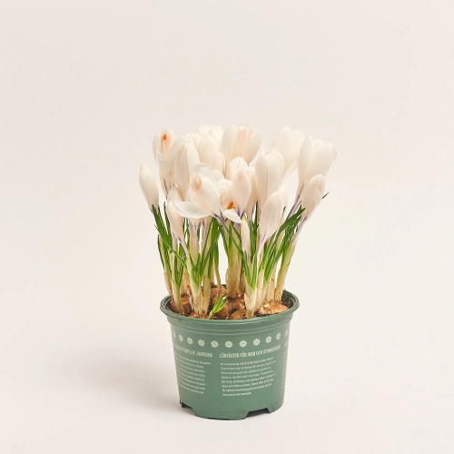 Крокус Жанна Д'Арк, артикул: 56683 Зображення товару Крокус Жанна Д'Арк, артикул: 56683