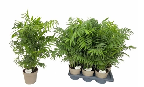 Хамедорея Елеганс, артикул: 56849 Зображення товару Хамедорея Елеганс, артикул: 56849