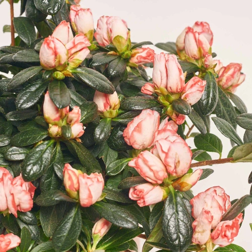 Азалія мікс в кашпо, артикул: 53757 Зображення товару Азалія мікс в кашпо, артикул: 53757