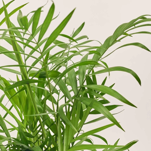 Зображення товару Хамедорея та Кашпо Сет 222, артикул: 51856