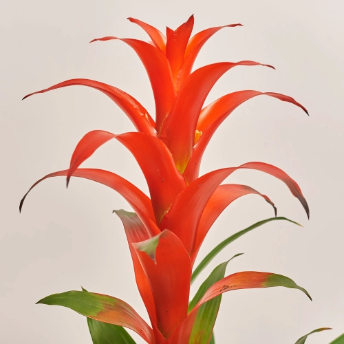 Гузманія Аллура, артикул: 5456 Зображення товару Гузманія Аллура, артикул: 5456