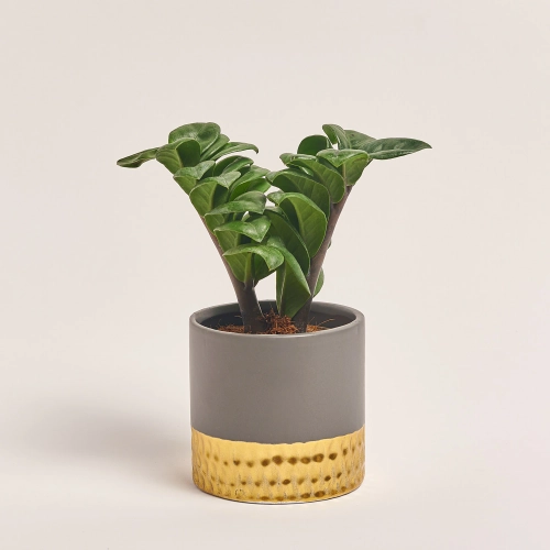 Заміокулькас Зензі "Фредерік" в кер., артикул: 53079 Зображення товару Заміокулькас Зензі "Фредерік" в кер., артикул: 53079