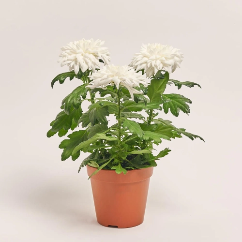 Зображення товару Хризантема Супернова біла, артикул: 21115