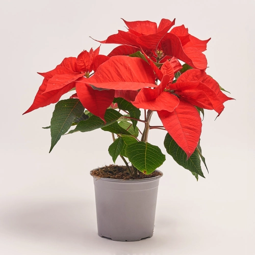 Пуансетія Крісмас Ред, артикул: 43717 Зображення товару Пуансетія Крісмас Ред, артикул: 43717