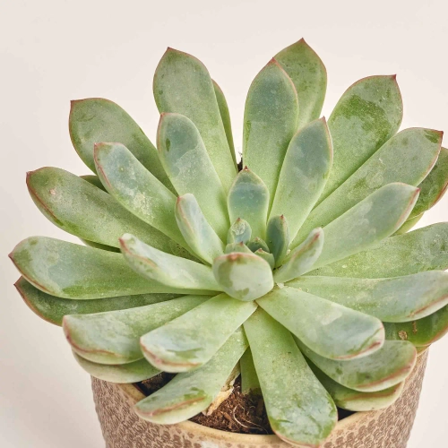 Зображення товару Сукулент мікс в кер., артикул: 51980