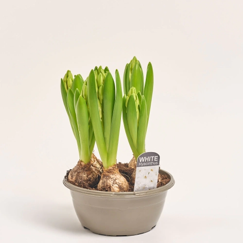 Зображення товару Гіацинт Орієнтал мікс, артикул: 56685