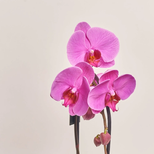 Зображення товару Фаленопсис каскад 1ст. Decorum мікс, артикул: 53106