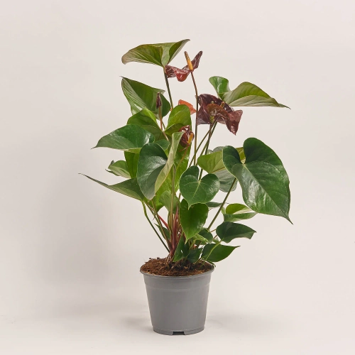 Зображення товару Антуріум Ессенція, артикул: 55435