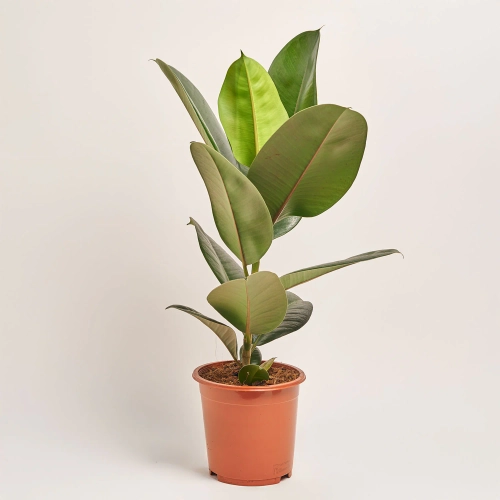 Фікус ел Робуста 1ст., артикул: 30649 Зображення товару Фікус ел Робуста 1ст., артикул: 30649