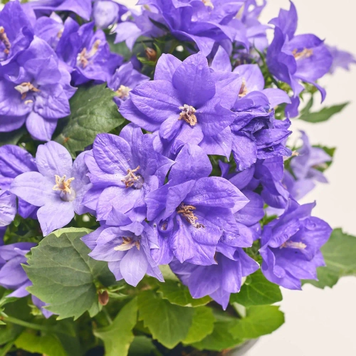 Зображення товару Кампанула синя, артикул: 56935