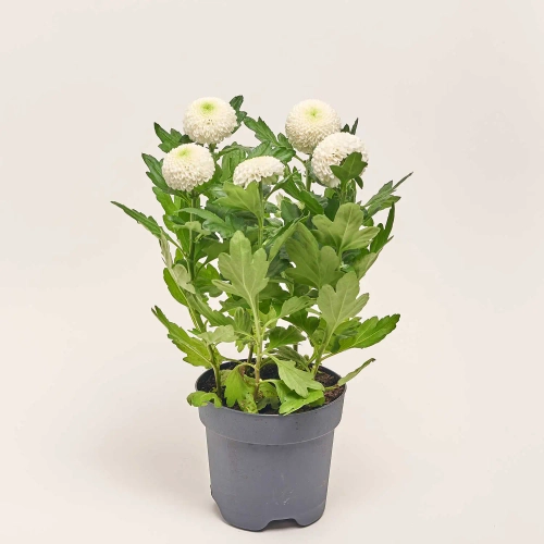Хризантема Еббі біла, артикул: 49847 Зображення товару Хризантема Еббі біла, артикул: 49847