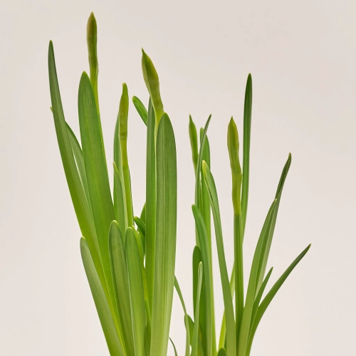 Зображення товару Нарцис Тет-а-Тет у чашці, артикул: 55638