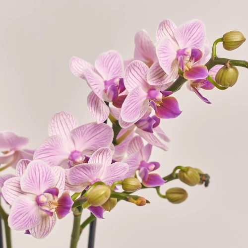 Фаленопсис мультифлора 2ст. мікс, артикул: 18367 Зображення товару Фаленопсис мультифлора 2ст. мікс, артикул: 18367