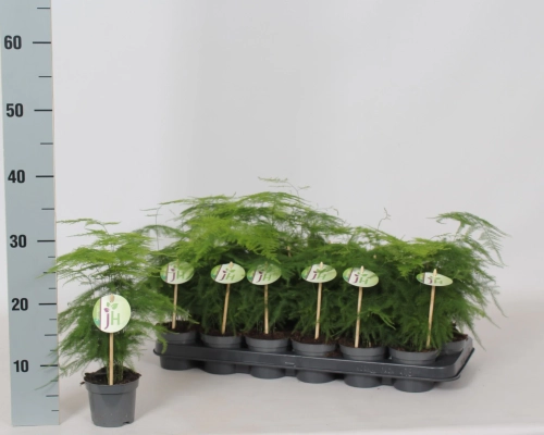 Зображення товару Аспарагус Сетацеус, артикул: 56677