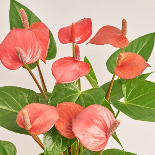 Зображення товару Антуріум Адіос Пінк, артикул: 38615