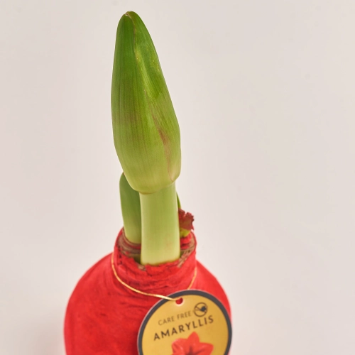 Амариліс мікс у воску, артикул: 32504 Зображення товару Амариліс мікс у воску, артикул: 32504