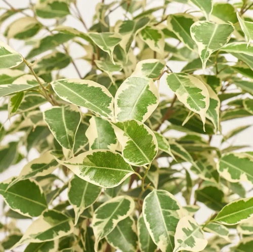 Фікус бе Твайлайт, артикул: 1433 Зображення товару Фікус бе Твайлайт, артикул: 1433