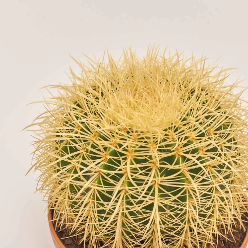 Зображення товару Ехінокактус Грузоні d23 (25-30), артикул: 55515