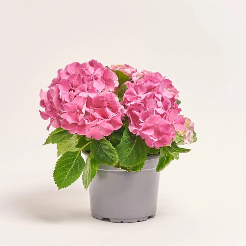 Гортензія рожева 7ст., артикул: 57103 Зображення товару Гортензія рожева 7ст., артикул: 57103