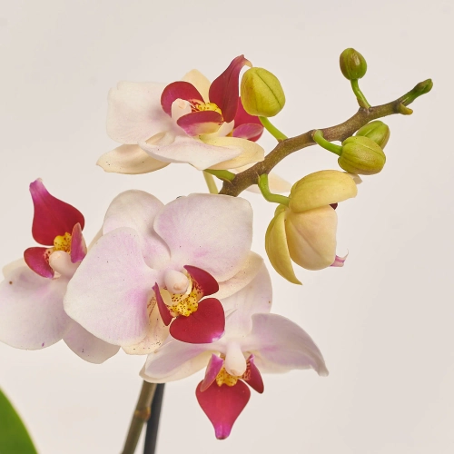 Зображення товару Фаленопсис міні в кер. 2ст., артикул: 18851