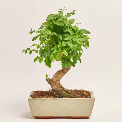 Бонсай в кер., артикул: 1331 Зображення товару Бонсай в кер., артикул: 1331