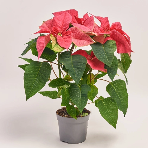 Пуансетія Преміум Пінк, артикул: 43185 Зображення товару Пуансетія Преміум Пінк, артикул: 43185