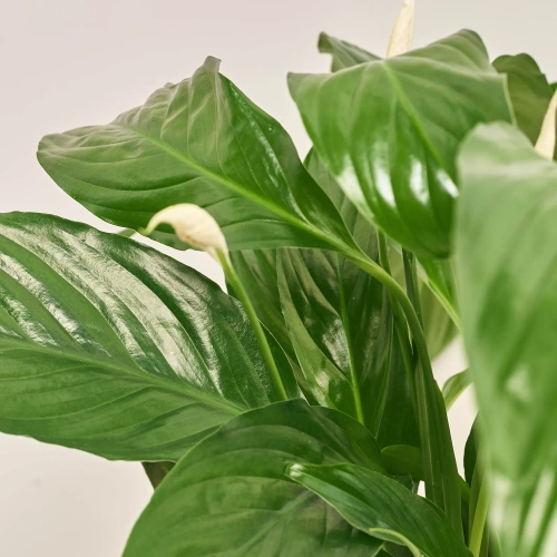 Зображення товару Спатифілум та Кашпо Сет 220, артикул: 51852