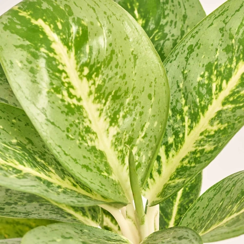 Зображення товару Аглаонема Лемон Мінт, артикул: 56905