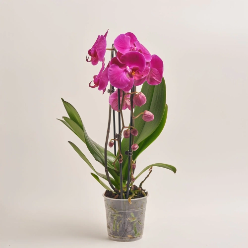 Зображення товару Фаленопсис каскад 2ст. мікс, артикул: 18513