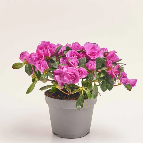 Зображення товару Азалія Осталет, артикул: 23761