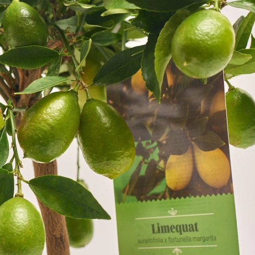 Зображення товару Цитрофортунелла Маргаріта Лаймкват, артикул: 54947