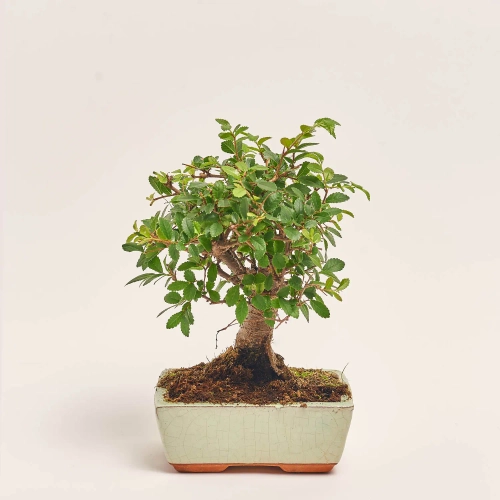 Бонсай в кер., артикул: 17924 Зображення товару Бонсай в кер., артикул: 17924