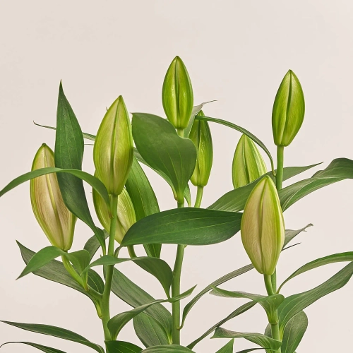 Лілія рожева, артикул: 27369 Зображення товару Лілія рожева, артикул: 27369