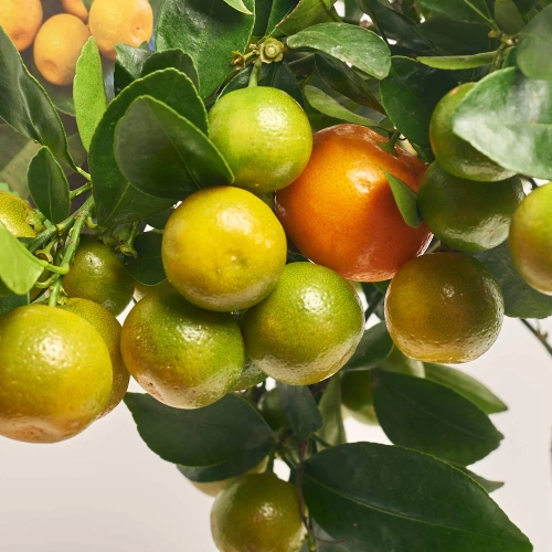 Зображення товару Цитрофортунелла Мікрокарпа мандарин, артикул: 35372