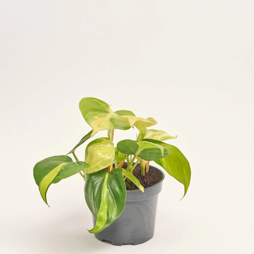 Зображення товару Філодендрон Скаденс Бразіл, артикул: 56999