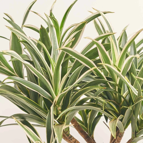 Драцена Рефлекса Валентина, артикул: 56989 Зображення товару Драцена Рефлекса Валентина, артикул: 56989