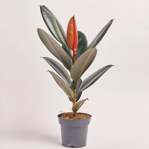 Зображення товару Фікус ел Абіджан 1ст., артикул: 45322