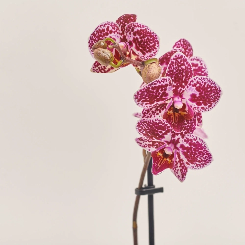 Фаленопсис міні 1ст. в кер., артикул: 50231 Зображення товару Фаленопсис міні 1ст. в кер., артикул: 50231