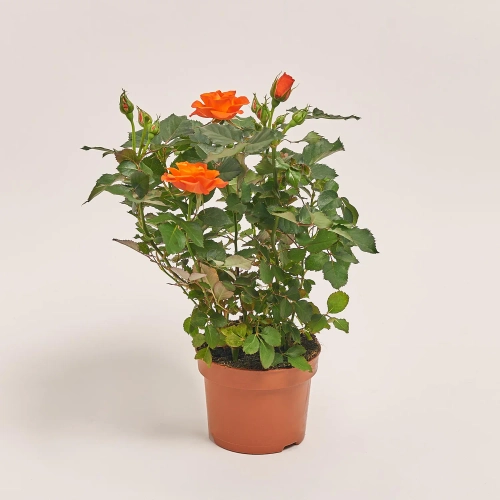 Зображення товару Троянда мікс, артикул: 1294