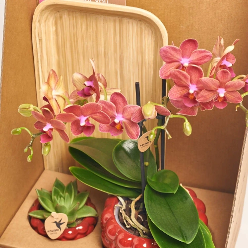 Сет "Смол Беррі" Колібрі, артикул: 56228 Зображення товару Сет "Смол Беррі" Колібрі, артикул: 56228