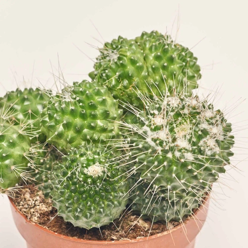 Зображення товару Кактус Бол мікс, артикул: 53324