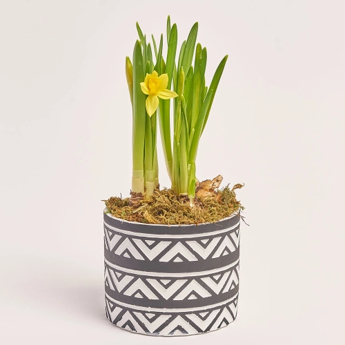 Нарцис Тет-а-тет в кер., артикул: 45720 Зображення товару Нарцис Тет-а-тет в кер., артикул: 45720