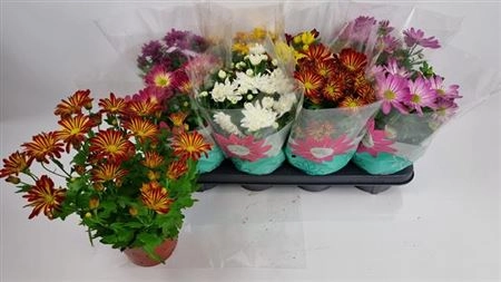 Хризантема мікс, артикул: 35947 Зображення товару Хризантема мікс, артикул: 35947