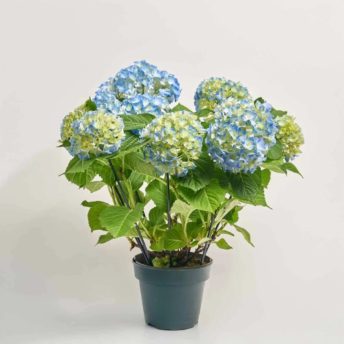 Гортензія блакитна 7ст., артикул: 46779 Зображення товару Гортензія блакитна 7ст., артикул: 46779