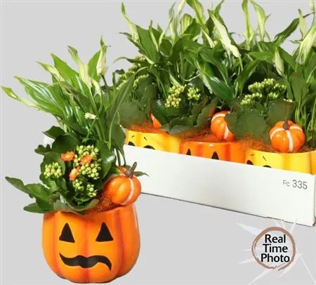 Композиція "Гарбузики" в кер., артикул: 52291 Зображення товару Композиція "Гарбузики" в кер., артикул: 52291