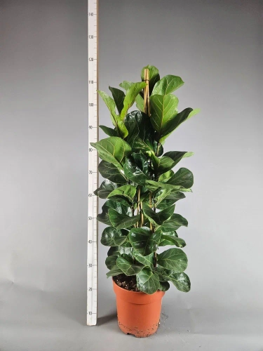 Зображення товару Фікус Лірата Бамбіно 3ст., артикул: 56035