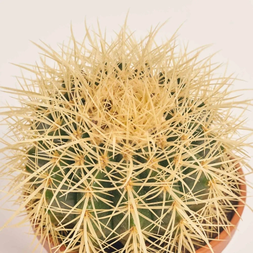 Зображення товару Кактус мікс, артикул: 56847